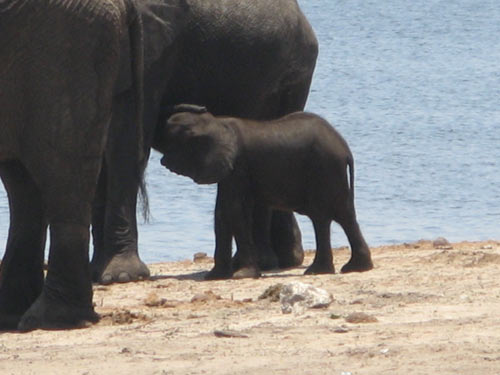 Namibia Elefantenkind